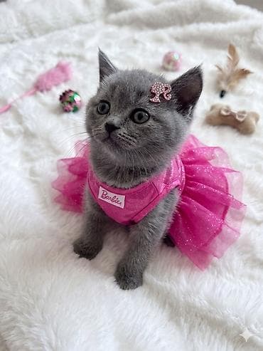 korpe usaq geyimleri: British disi erkek 110 azn — 2