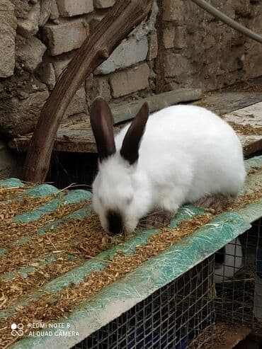 dovşan yuvaları: Kalfor dovsanlar temiz qan ana m6 ata m9 — 5