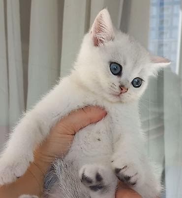 cutlesdirmek ucun pisik: Britan, Dişi, Yaxşı əllərə, Ünvandan götürmə — 2