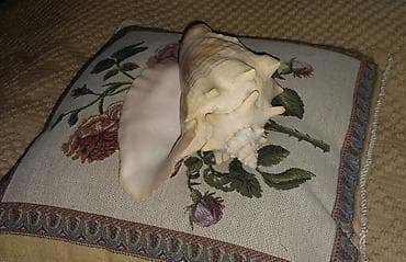 Bərkidici məhsullar: Dekorativ iri dəniz ilbizinin (konx) qabığı - Təbii, qalın və ağır — 3