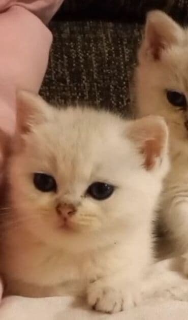 britan pişikləri: Britan, Dişi, Yaxşı əllərə, Ünvandan götürmə — 2