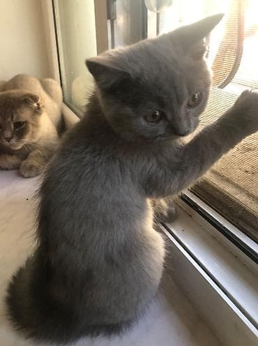 pişik ucuz: Şotland yastı qulaq — 4