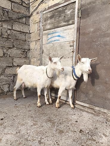 erkəy danalar: Təmiz orginal 3 dənə Sani satılır ikisi balalıdı hərəsin bir balası — 2