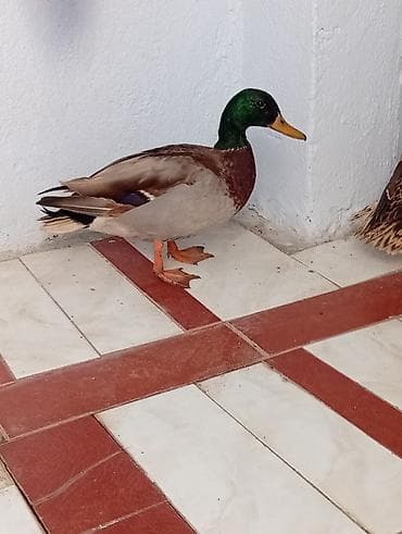 qara toyuq: Erkək, Damazlıq — 3