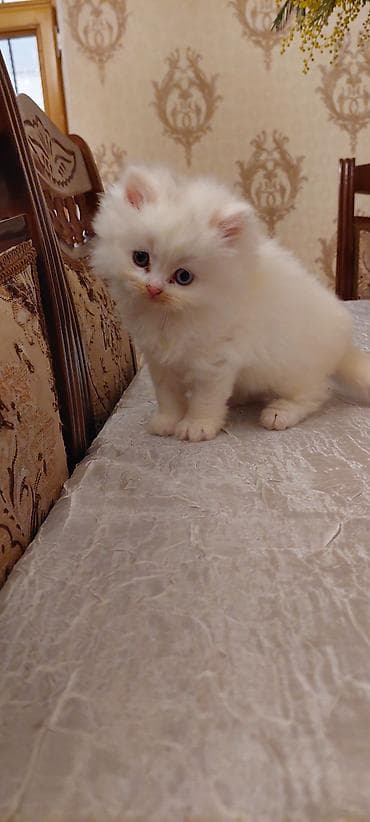 fars pişiyi: Dişi, Ünvandan götürmə — 1