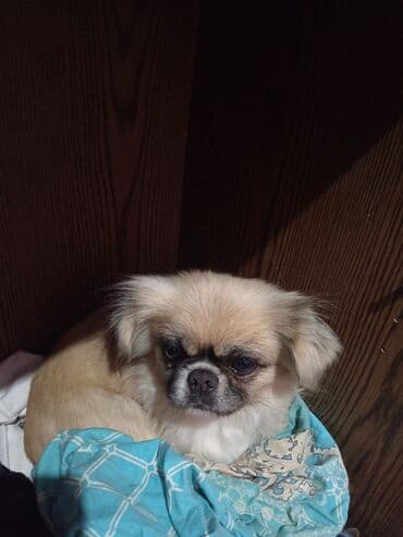 котята в баку бесплатно 2020: Пекинес, Самка, С прививками — 6