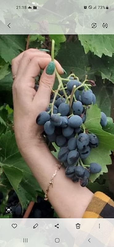 suni bitki: Uzum bagı satılır 5 hektar 3.5 hektar uzum 2h meyvə bagıdır gilas — 8