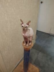 pişik cütləşdirmək: Sfinks, Dişi, Ünvandan götürmə — 4