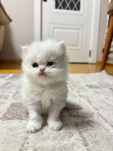 pişik tap az: Britan, Erkək — 5