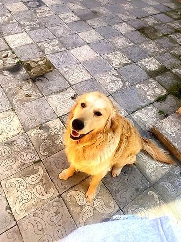 golden it qiymeti: Retriever, 2 il, Erkek, Peyvəndli, Pulsuz çatdırılma — 4