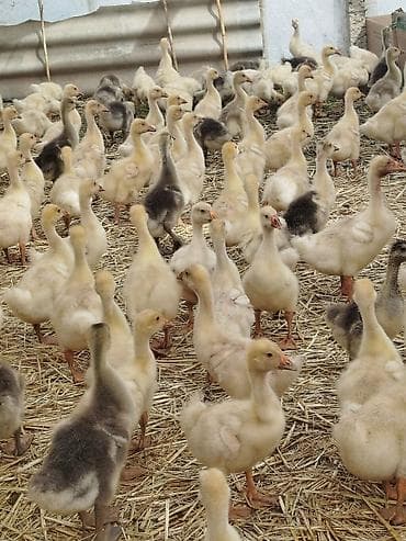 quşları: Qaz balaları – damazlıq və ətlik yetişdirməyə uyğun - Növ: Qaz balası — 2