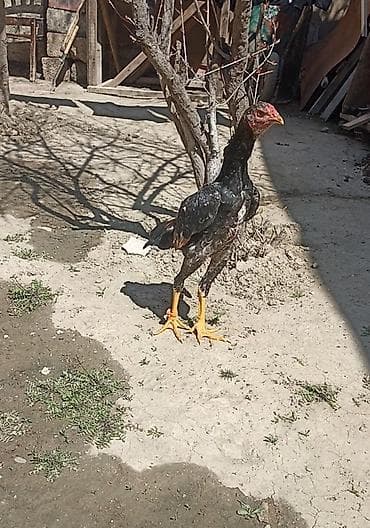 dovsan yemi: Salam 5 ayna gecib axır çəkili heyvandı 10 11 ayında 4 5 kl olacaq — 2