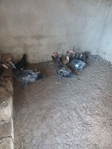 ağ ördək: Erkək, | Macar, Damazlıq, Ünvandan götürmə — 2