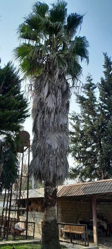 xurma ağacı: Vaşinkton palma satılır — 3