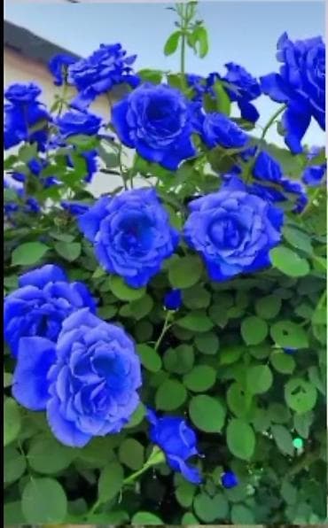 ucuz darvaza: Salam hollad qizil gullerimiz yeniden geldi bir ededi 5 azn dir köklü — 1