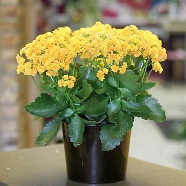 diffenbaxiya bitkisi: Kalanxoe (Kalanchoe blossfeldiana) – saksı bitkisi, sarı çiçəkləli hal — 2
