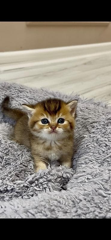 mingəcevir pişik: Britan — 3