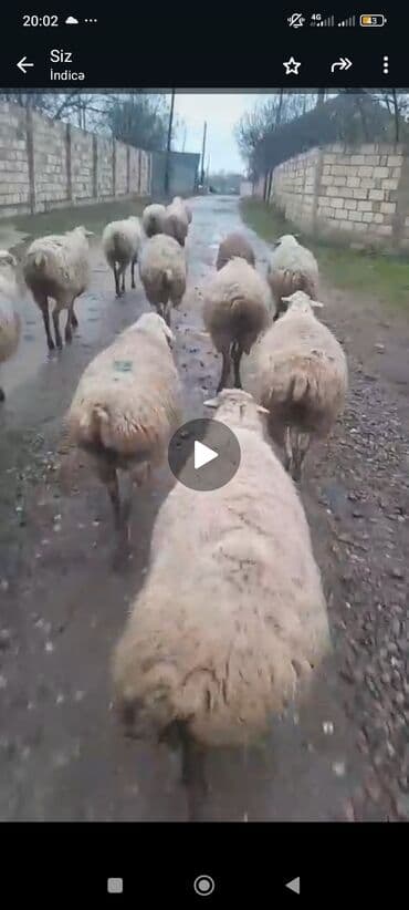 17baş balali Qoyun satilir cavan damazdiq qoyunlardi - Növ: Yerli