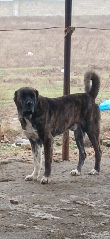 yuxuda ördək balası görmək: Qurdbasar, 3 il, Erkek, Peyvəndli, Ödənişli çatdırılma — 1