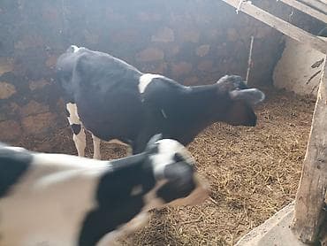 Salam buzovlari cox tecili satiram 2 si erkey 1 ri disi 4 ayliqdilar