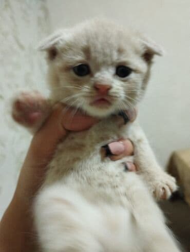 Şotland, Erkək, Ünvandan götürmə