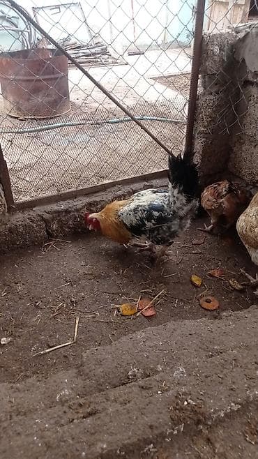 Toyuq, Damazlıq, Ünvandan götürmə, Ödənişli çatdırılma