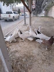 10 manat - Növ: oyun/ev göyərçini - Rənglər: ağ əsas ton, bəzilərində lalafo.az -da 10 manat - Növ: oyun/ev göyərçini - Rənglər: ağ əsas ton, bəzilərində