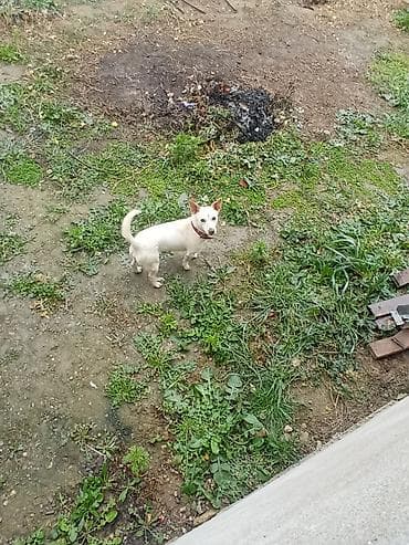 İtlər: 10 ay — 2