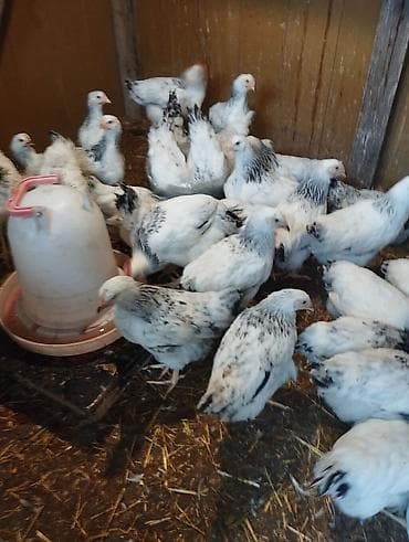 hinduska yumurta: Məhsul Serebris çolpalar kəsimə hazır təbii yolla bəslənib Təsvir: - — 3