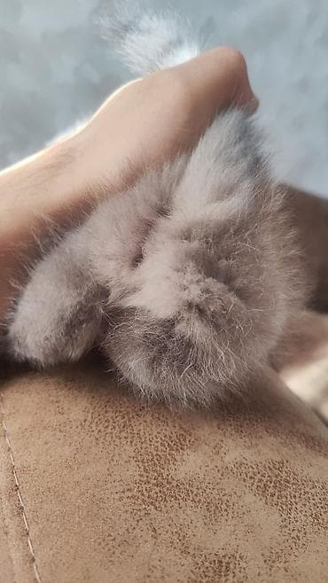 it qiz sekilleri: Şotland — 6