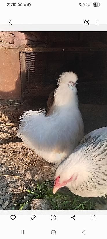 quş hini: Satılır: ponpon xoruzu temiz qan 8 ayliq esil damazliqdr feresi — 2