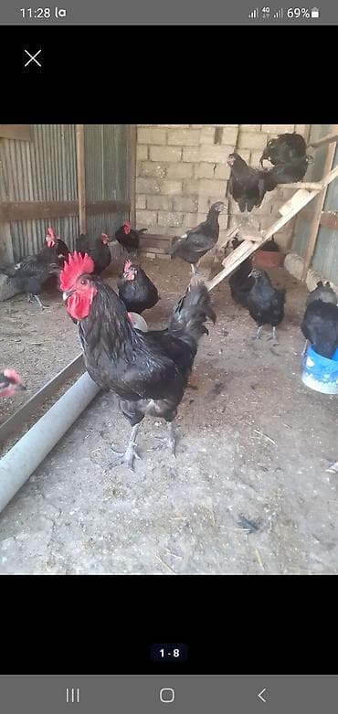 norka heyvan: Toyuq, Australorp, Damazlıq — 1
