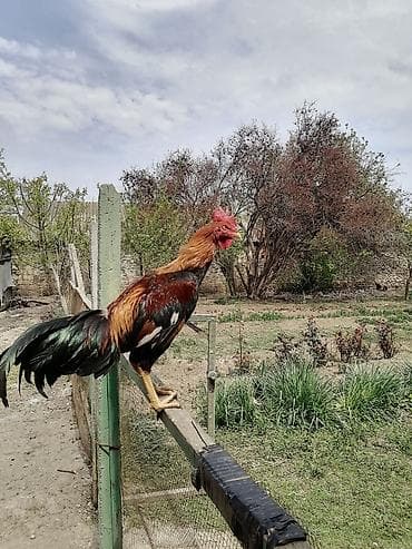 agdam xoruzu gence: Salam Şana satilir çatirilma odenislidi — 2