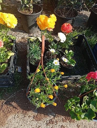 dekor agaclari: Bağ və balkon üçün qapalı qablarda müxtəlif bəzək və faydalı bitkilər — 2