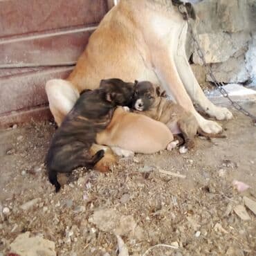 it sortları: Pitbul — 4