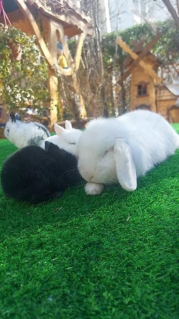 Птицы: Wekilde gorduyunuz mini Xolandski loplar satilir muxtelif renglerdedi — 5