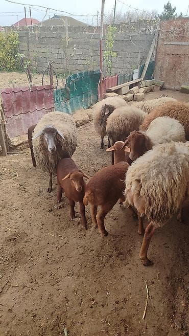 heyvan satisi: 7 Baş heyvandi. 4 ədəd yanibala ( 2erkek 2 dişi balalar) Bir Erkek qoç — 3