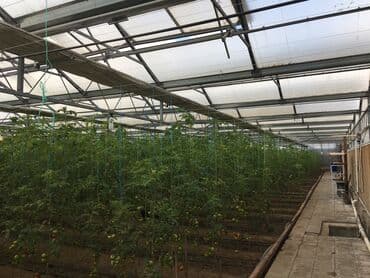 turkanda ev: Bakı, Türkan qəs., 1500 kv. m, 7 otaqlı, Hovuzlu, Qaz, İşıq, Su — 5