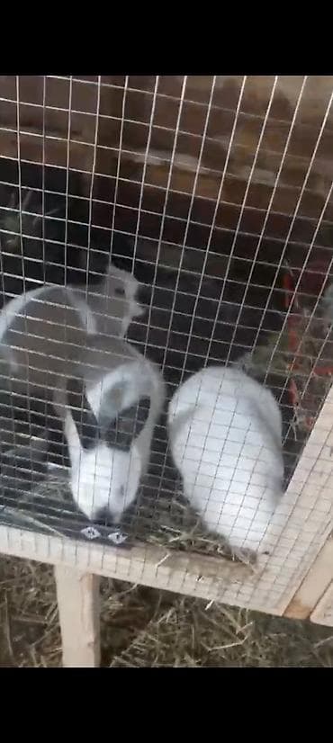 dovsan satisi: Məhsul: Dovşanlar (bir neçə fərqli rəng və ölçüdə) 32 ədəd dovşan — 9