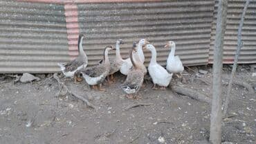 дом для собак: Гуси — 1