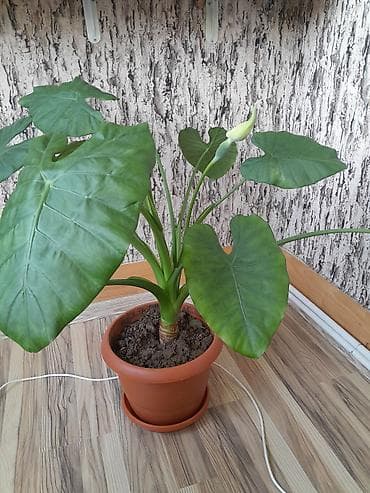 Alokaziya (Alocasia) otaq bitkisi – iri, ürəkvari-oxvari yaşıl