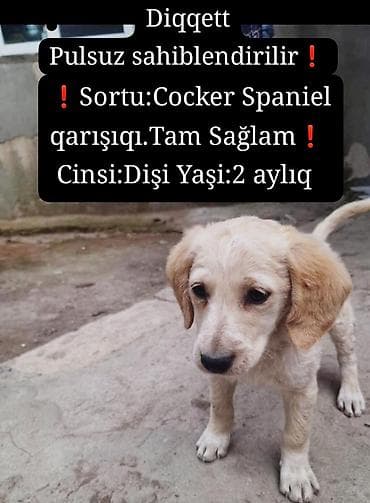 it şekli: Koker spaniyel, 2 ay, Dişi, Peyvəndli — 1