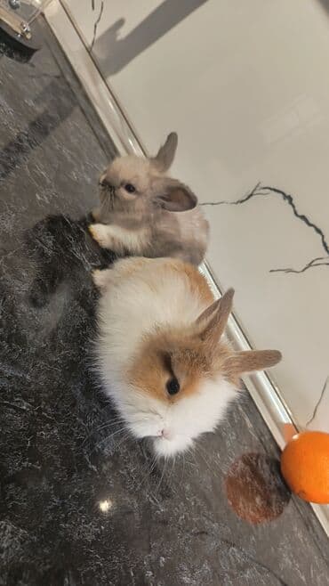 bala dovşanlar: Bala dovsanlar tek ve ya top — 2