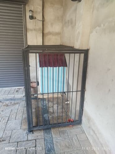 göyərçin evi: Mavi və ağ rəngli zolaqlı, qırmızı damlı, "KRAL" yazısı olan bu it — 4