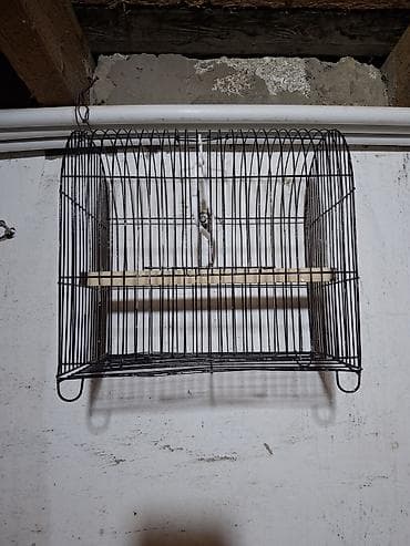 barter heyvanlar: Quş qəfəsi içində xamyak bülbül valnisy saxlamaq olar tam rahat — 1