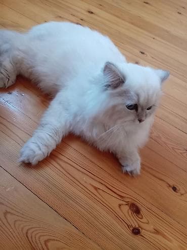 bala pişik ucuz: Pişik üçün aksesuarlar dəsti – Daşıma çantası/transportyor: Sərt — 7