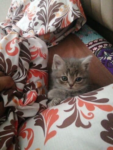 dovwan satiwi: Şotland, Erkək — 4