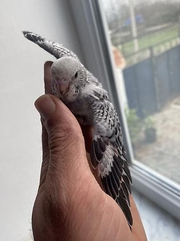 quşlar: Salam hamıya gördüyünüz bala quşlar satılır əsil ələ öyrediləsi — 9