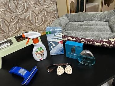 pisik evi satilir: Özünə təmiz pekines axtaran əlaqə saxlasın 3aylıq pekinesdir Qurd — 3