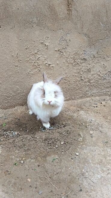 Uzun tüklü dekorativ dovşan - Cins: ehtimalən Angora/mix dekorativ